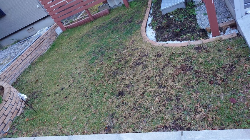 芝生のカラス対策(コガネムシの幼虫駆除)